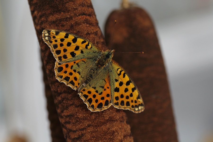 Lepidottero da id - Issoria (Issoria) lathonia