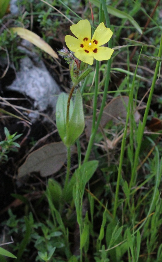 Tuberaria guttata