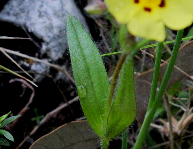 Tuberaria guttata