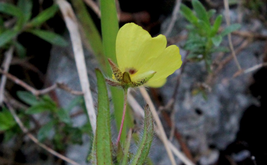 Tuberaria guttata