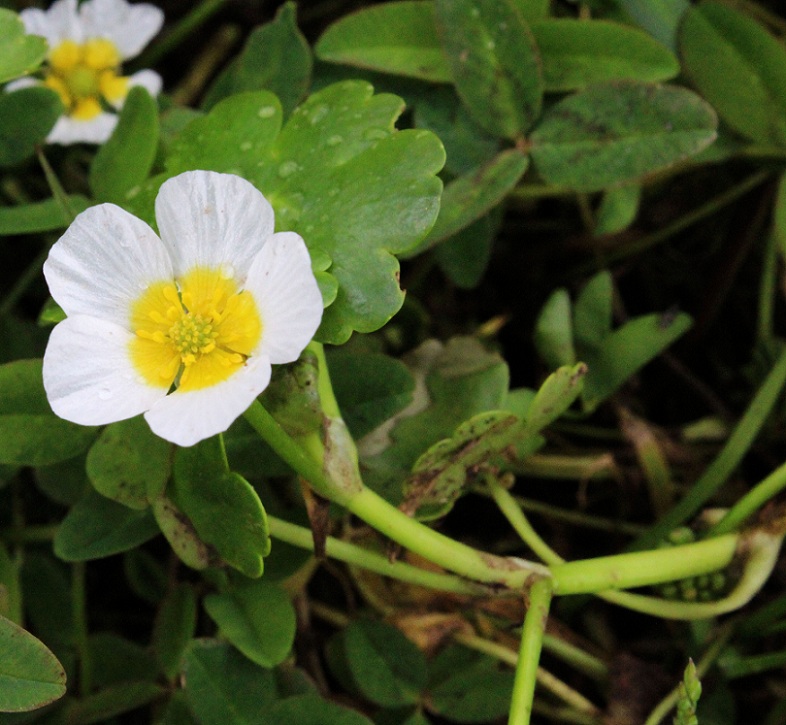 Ranunculus peltatus Schrank