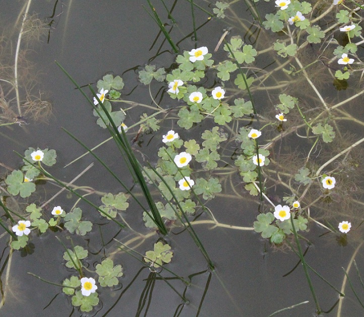 Ranunculus peltatus Schrank