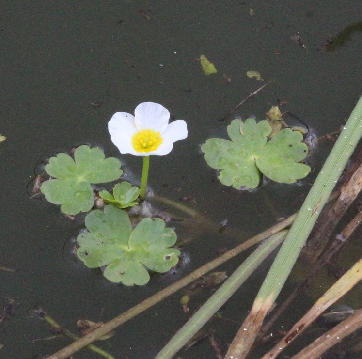 Ranunculus peltatus Schrank