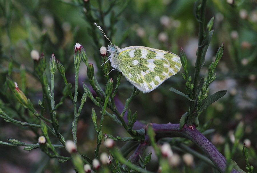 Da determinare - Pontia edusa - Pieridae