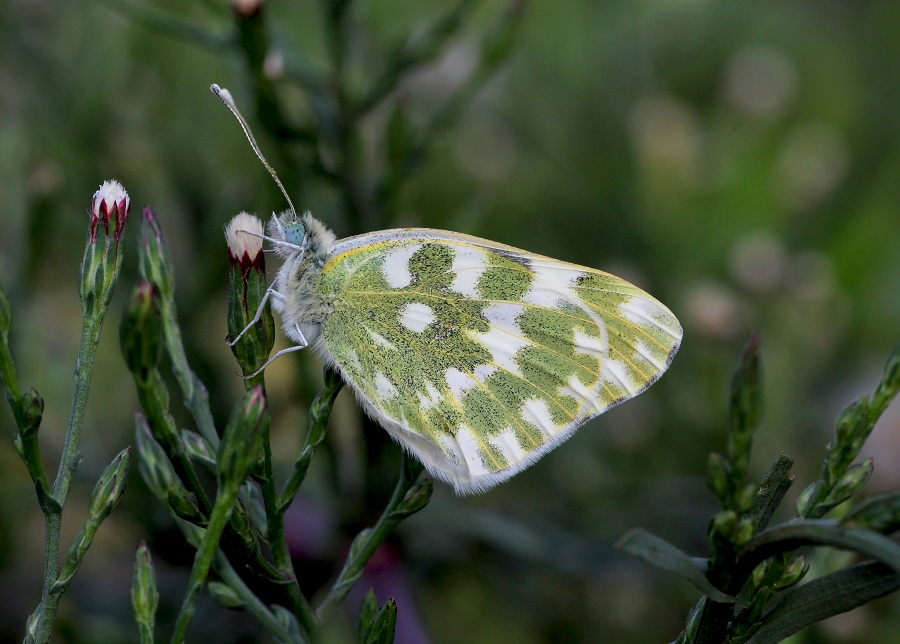 Da determinare - Pontia edusa - Pieridae