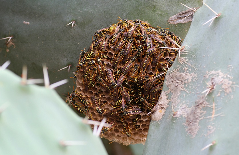 Vespidae: Polistes cfr. gallicus, m. e f.