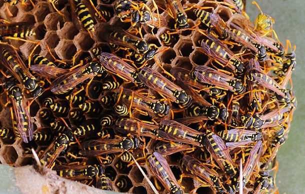 Vespidae: Polistes cfr. gallicus, m. e f.