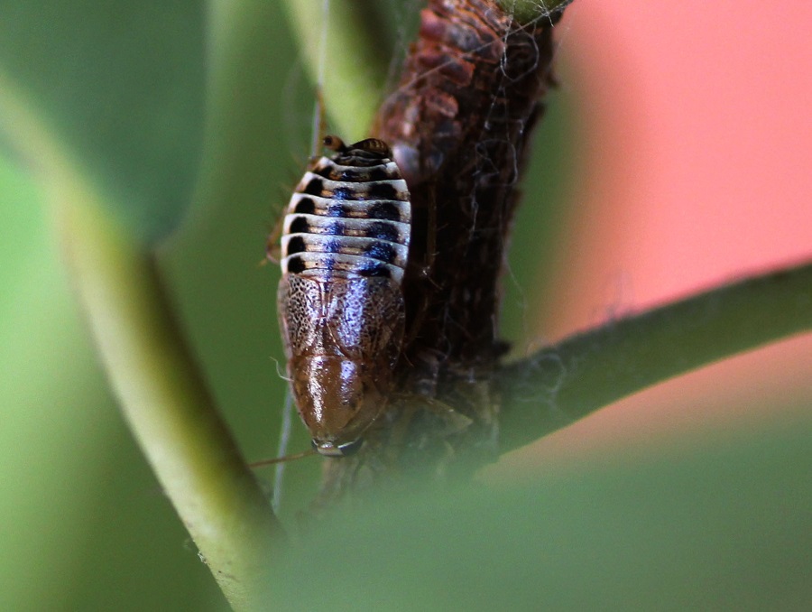 Phyllodromica sp. (Blattellidae)