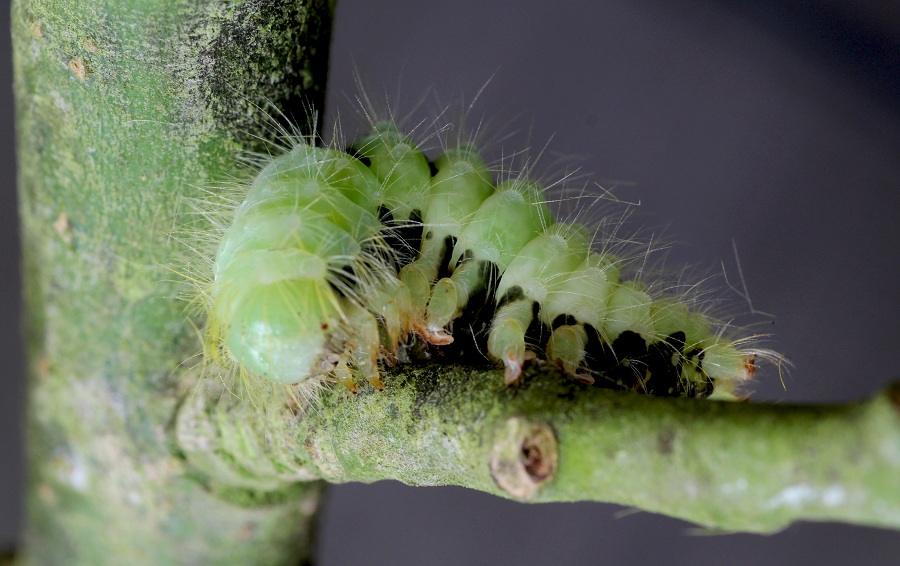 Da id - Cfr. Calliteara pudibunda, Erebidae Lymantriinae