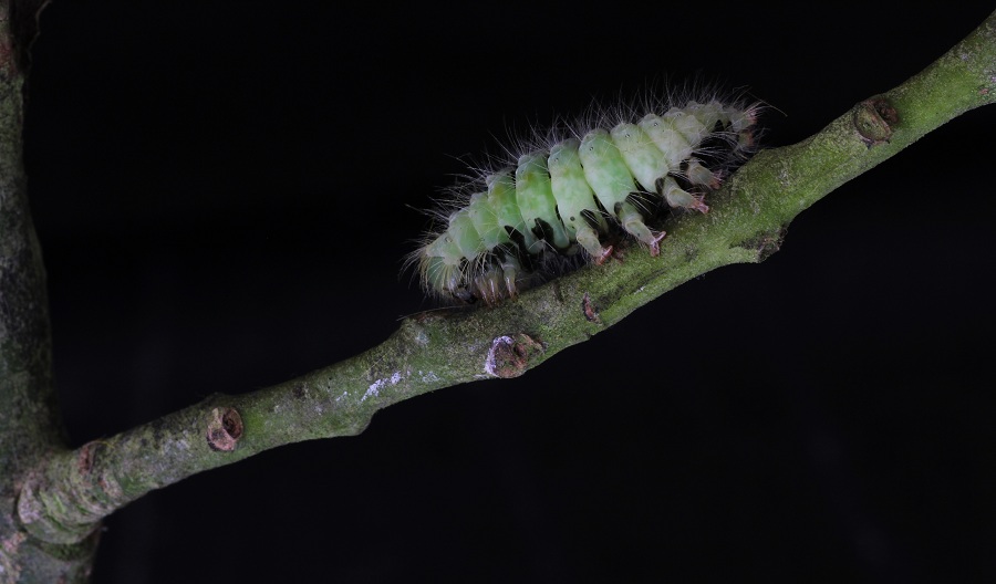 Da id - Cfr. Calliteara pudibunda, Erebidae Lymantriinae