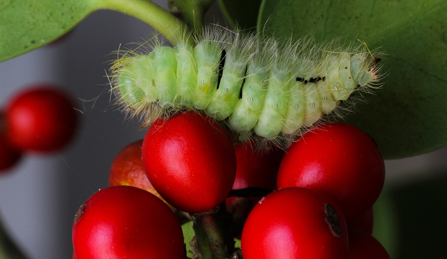 Da id - Cfr. Calliteara pudibunda, Erebidae Lymantriinae