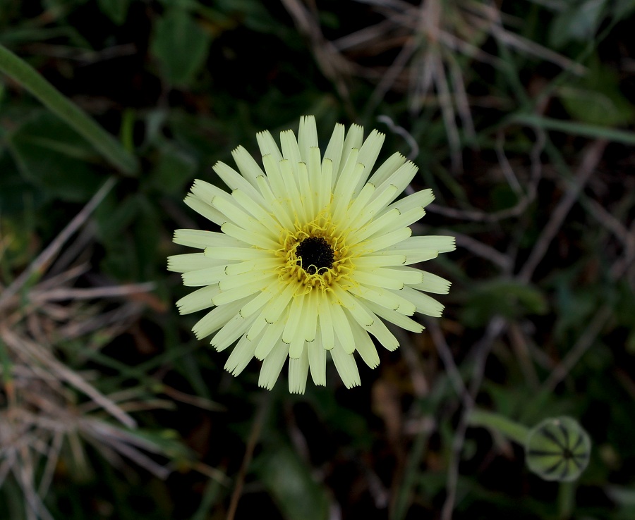 Urospermum dalechampii