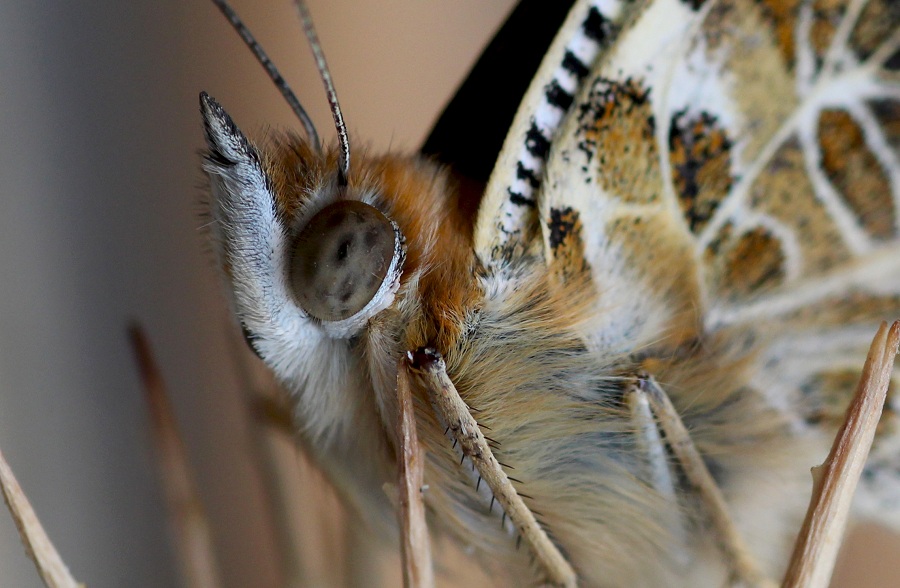 Da determinare - Vanessa cardui, Nymphalidae