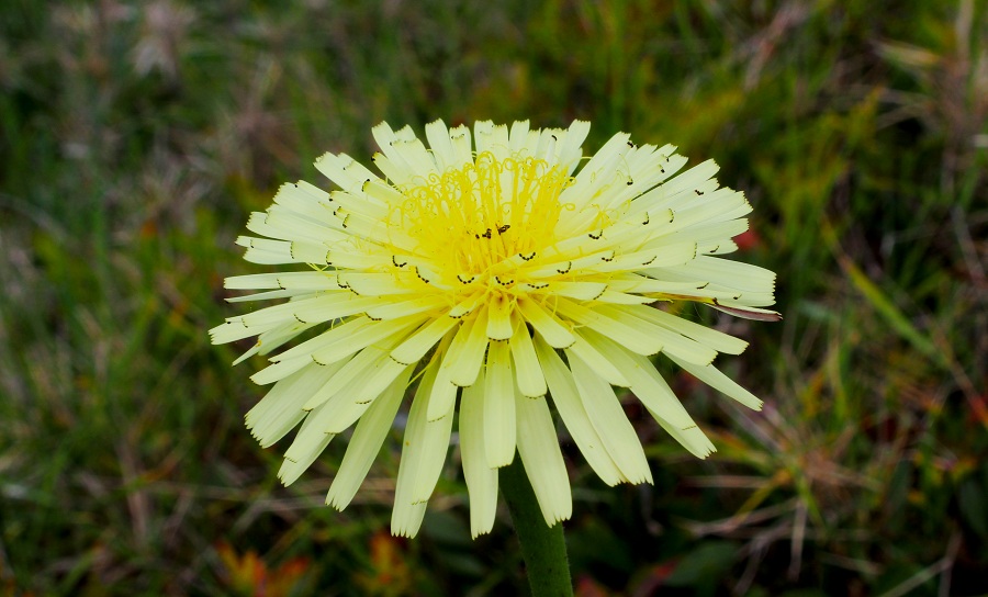 Urospermum dalechampii