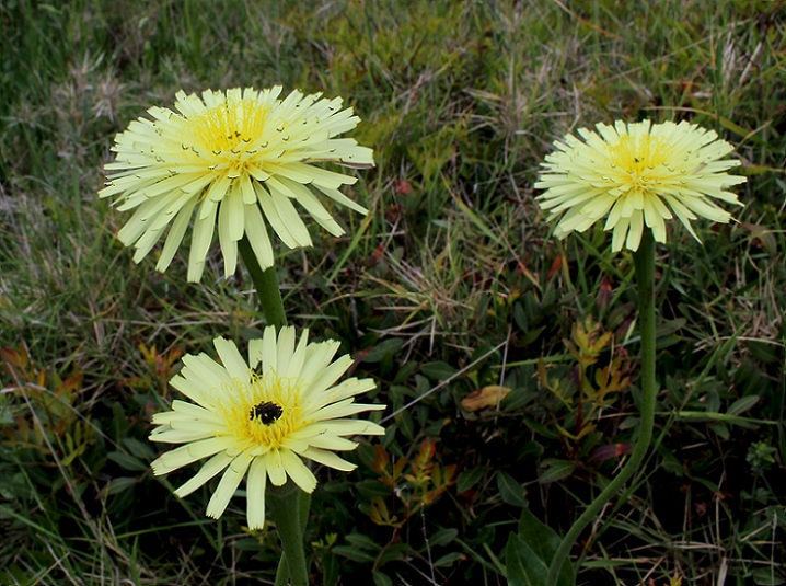 Urospermum dalechampii