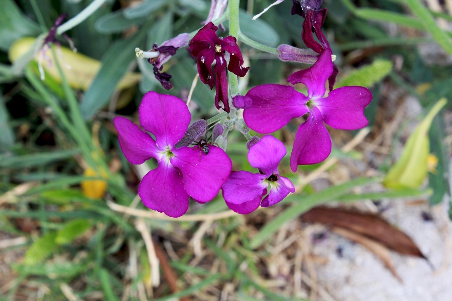 Matthiola incana