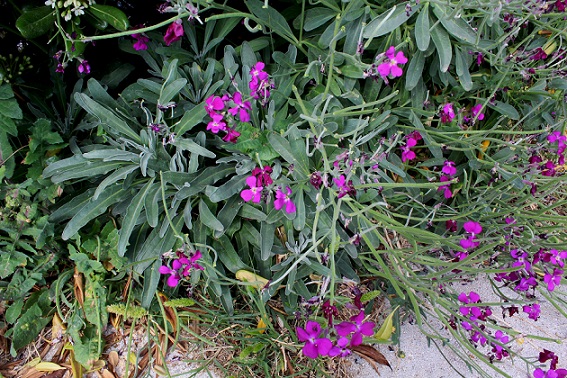 Matthiola incana