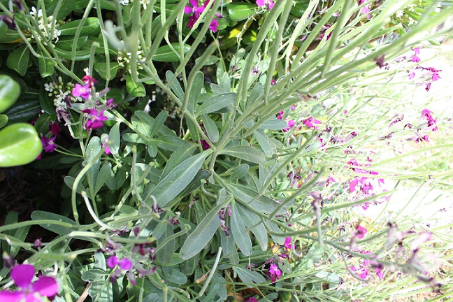 Matthiola incana