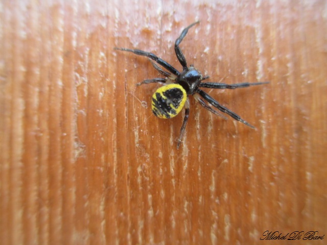 Synema globosum . Manfredonia (FG)