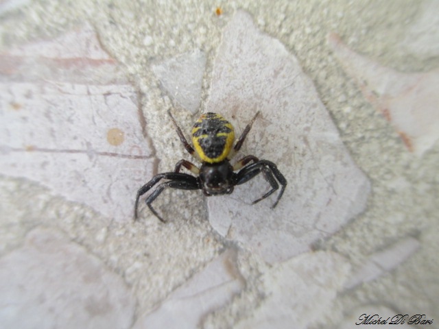 Synema globosum . Manfredonia (FG)