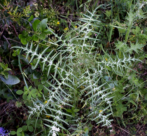 Galactites tomentosus