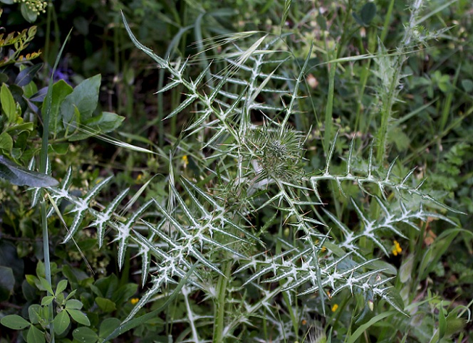 Galactites tomentosus