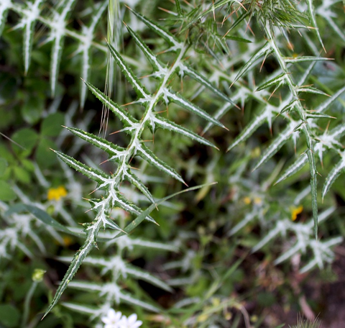 Galactites tomentosus