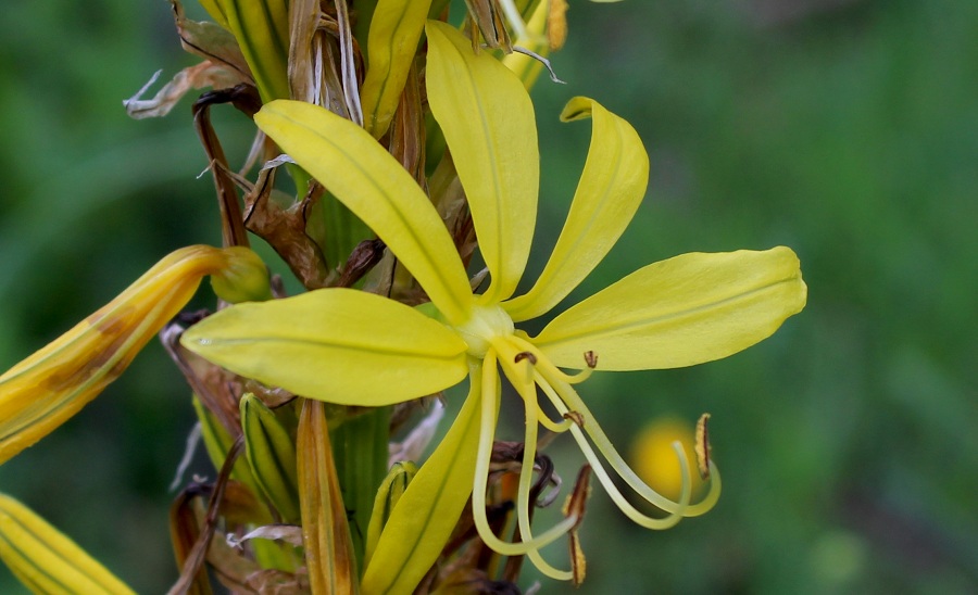 Asphodeline lutea