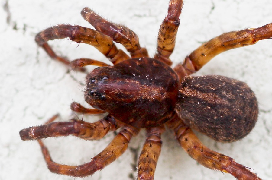 Trochosa sp. ( Lycosidae)  - foresta Umbra Gargano (FG)