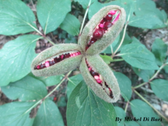 Paeonia mascula