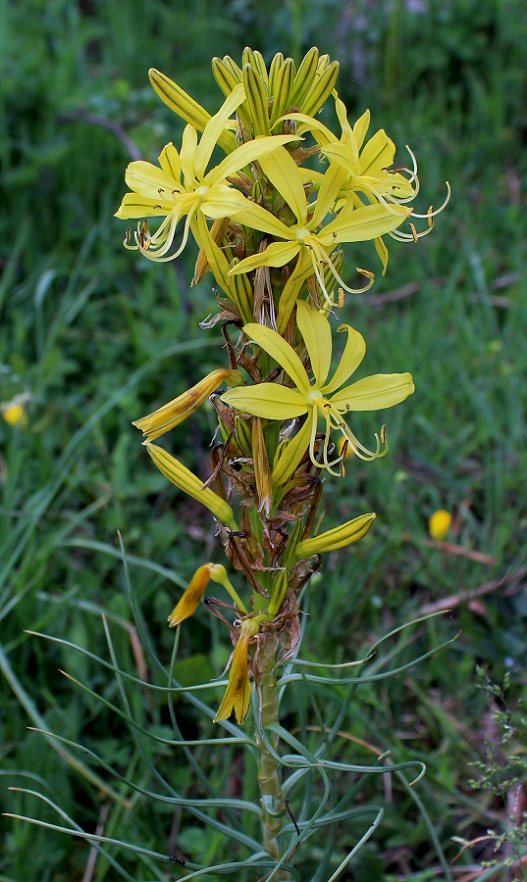 Asphodeline lutea