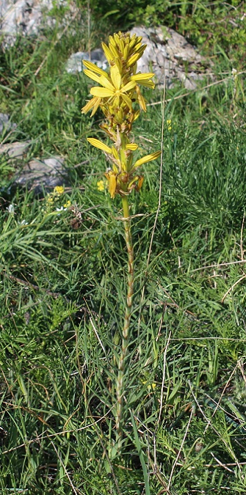 Asphodeline lutea