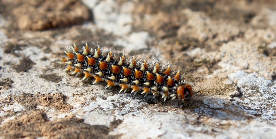 da identificare - Melitaea didyma