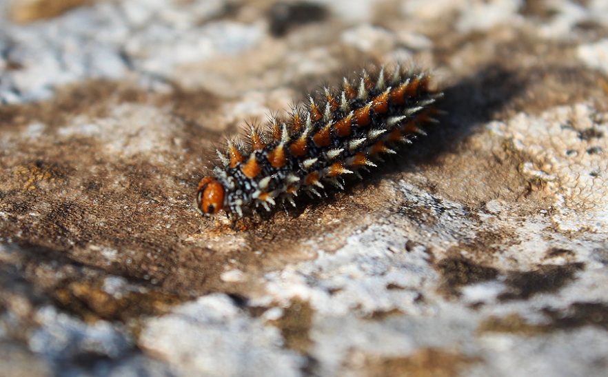 da identificare - Melitaea didyma