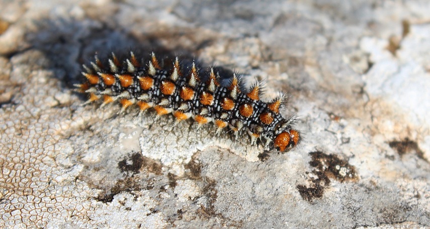 da identificare - Melitaea didyma