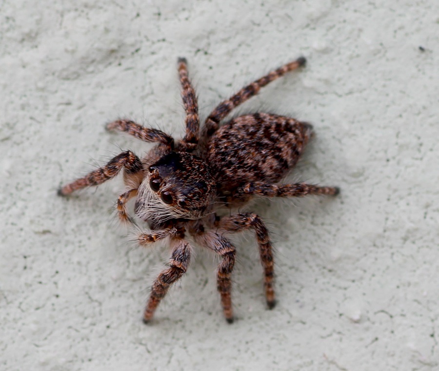 Philaeus chrysops  - Gargano (FG)