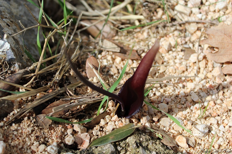 Biarum tenuifolium