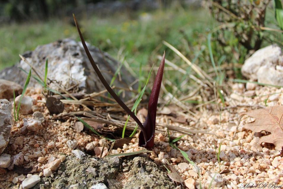 Biarum tenuifolium