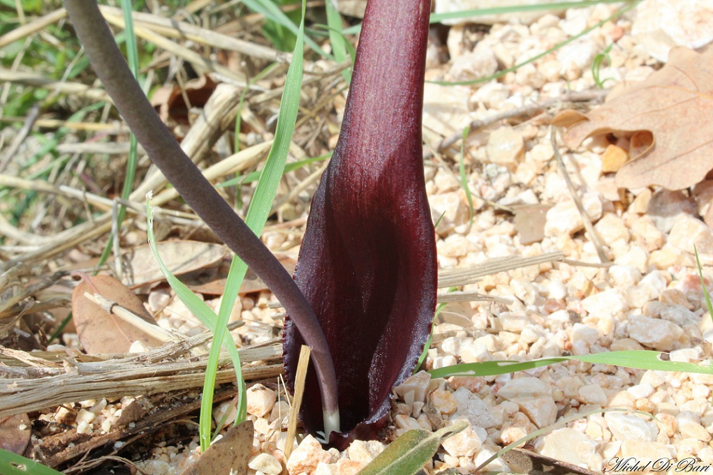 Biarum tenuifolium