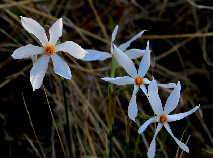 Narcissus obsoletus (=Narcissus serotinus)