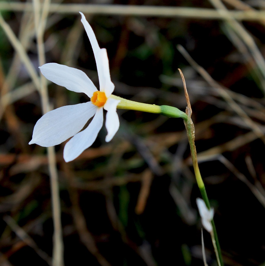 Narcissus obsoletus (=Narcissus serotinus)