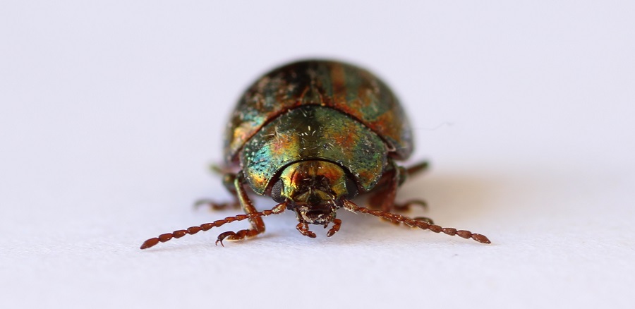 Chrysolina americana - Chrysomelidae