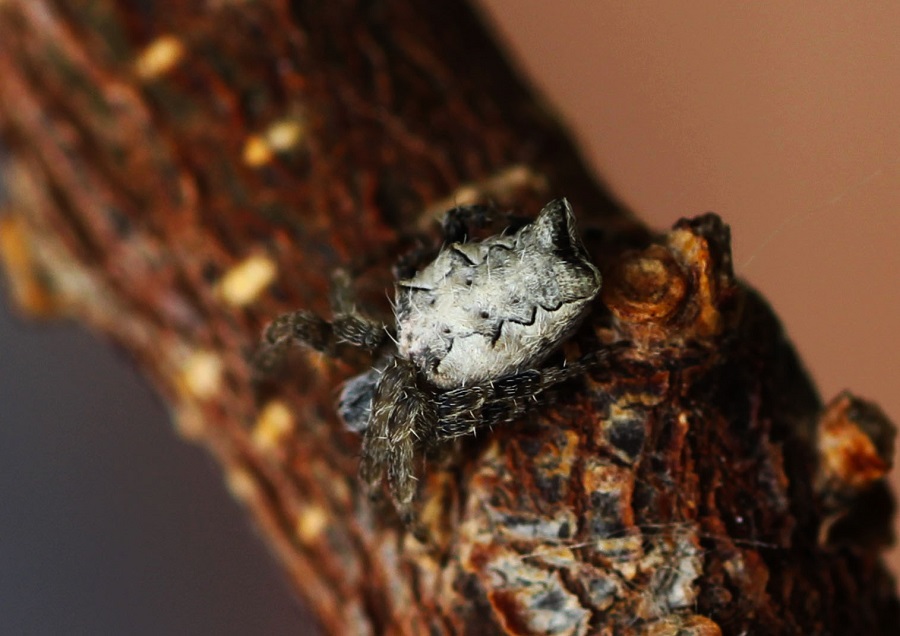 Cyrtophora citricola - Manfredonia (FG)