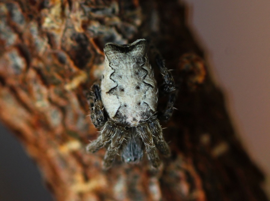 Cyrtophora citricola - Manfredonia (FG)