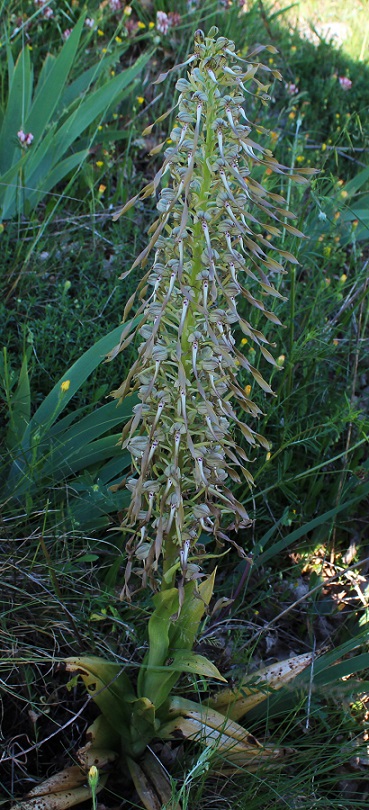 Himantoglossum hircinum