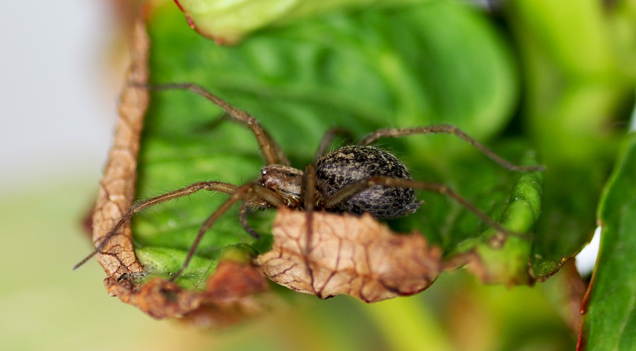 Agelenidae: Eratigena agrestis  -  Valle Carbonara Gargano (FG)