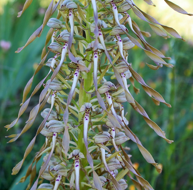 Himantoglossum hircinum