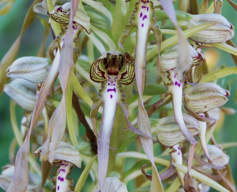 Himantoglossum hircinum