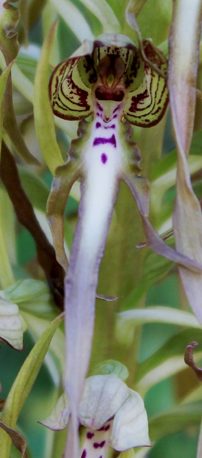 Himantoglossum hircinum