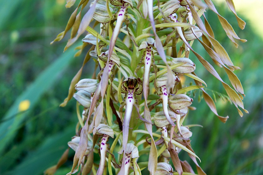 Himantoglossum hircinum